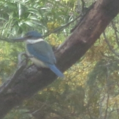 Todiramphus sanctus (Sacred Kingfisher) at Spence, ACT - 4 Oct 2016 by GeoffRobertson