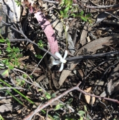 Caladenia ustulata at Canberra Central, ACT - 16 Oct 2016