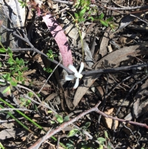 Caladenia ustulata at Canberra Central, ACT - 16 Oct 2016