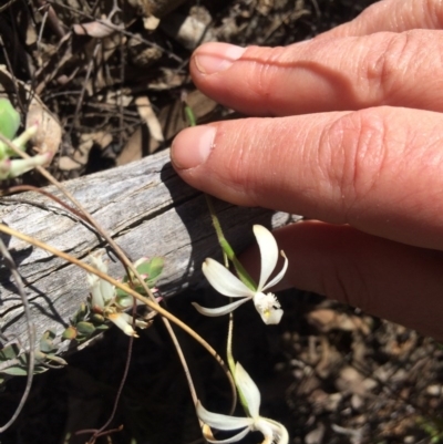 Caladenia ustulata (Brown Caps) at Acton, ACT - 15 Oct 2016 by EdmundRG