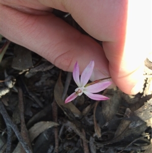 Caladenia fuscata at Point 61 - suppressed