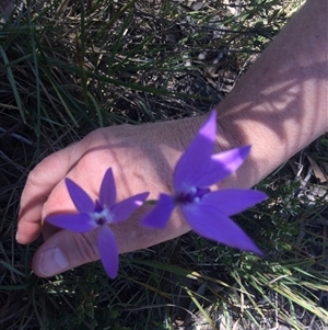 Glossodia major at Point 61 - suppressed