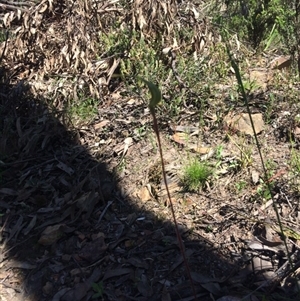 Caladenia atrovespa at Point 61 - suppressed