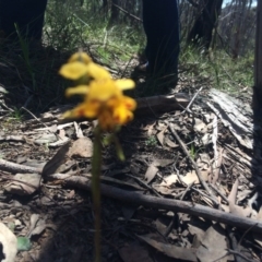 Diuris nigromontana (Black Mountain Leopard Orchid) at Acton, ACT - 16 Oct 2016 by EdmundRG