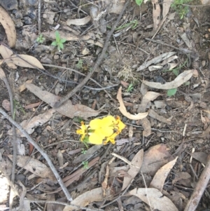 Diuris nigromontana at Acton, ACT - suppressed