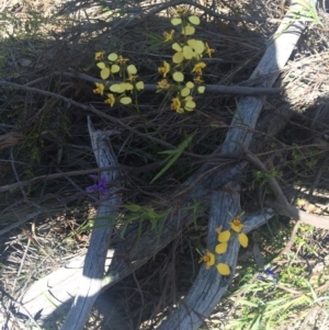 Diuris nigromontana at Point 61 - suppressed