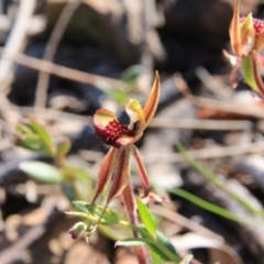 Caladenia actensis (Canberra Spider Orchid) at Canberra Central, ACT - 18 Oct 2016 by petersan