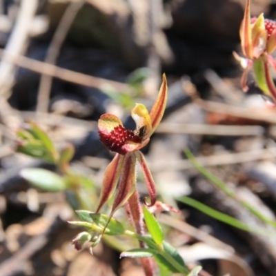 Caladenia actensis (Canberra Spider Orchid) at  - suppressed by petersan