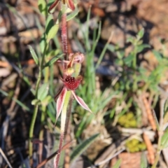 Caladenia actensis at suppressed - 19 Oct 2016