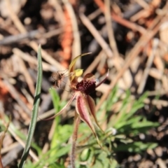 Caladenia actensis at suppressed - 19 Oct 2016