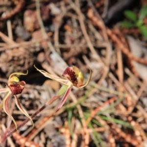 Caladenia actensis at suppressed - 19 Oct 2016