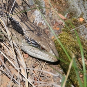 Tiliqua scincoides scincoides at Canberra Central, ACT - 19 Oct 2016 10:14 AM