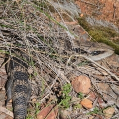 Tiliqua scincoides scincoides at Canberra Central, ACT - 19 Oct 2016 10:14 AM