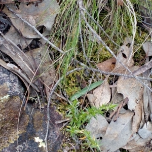 Glossodia major at Point 4081 - suppressed