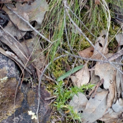 Glossodia major (Wax Lip Orchid) at Point 4081 - 25 Sep 2016 by catherine.gilbert