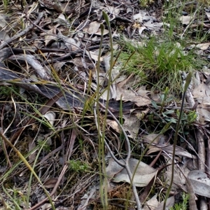 Glossodia major at Point 4081 - suppressed