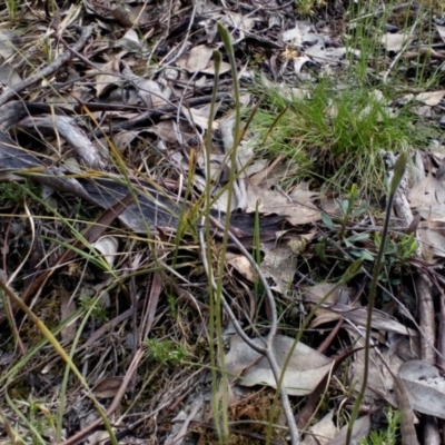 Glossodia major (Wax Lip Orchid) at Point 4081 - 25 Sep 2016 by catherine.gilbert