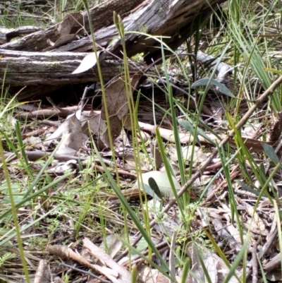 Glossodia major (Wax Lip Orchid) at Point 4081 - 25 Sep 2016 by catherine.gilbert