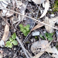 Pterostylis nutans (Nodding Greenhood) at Point 4081 - 25 Sep 2016 by catherine.gilbert