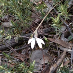 Caladenia sp. at Point 4081 - suppressed