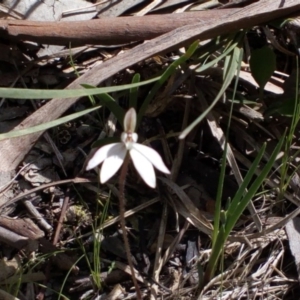 Caladenia fuscata at Belconnen, ACT - suppressed