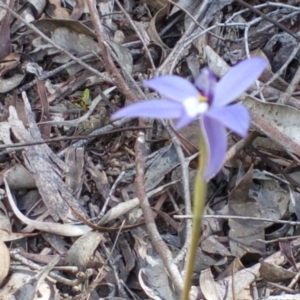 Glossodia major at Belconnen, ACT - 25 Sep 2016