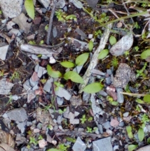 Ophioglossum lusitanicum at Belconnen, ACT - 25 Sep 2016 01:17 PM