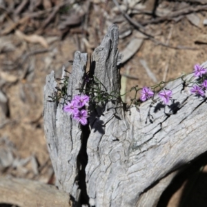 Thysanotus patersonii at O'Connor, ACT - 16 Oct 2016