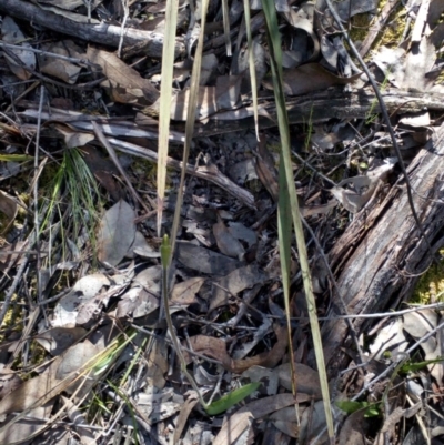 Glossodia major (Wax Lip Orchid) at Aranda, ACT - 25 Sep 2016 by catherine.gilbert