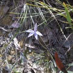 Glossodia major (Wax Lip Orchid) at Aranda, ACT - 25 Sep 2016 by catherine.gilbert