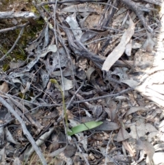 Glossodia major (Wax Lip Orchid) at Point 4081 - 25 Sep 2016 by catherine.gilbert