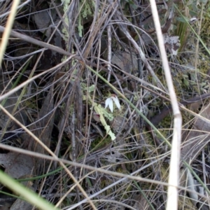 Caladenia fuscata at Aranda, ACT - suppressed