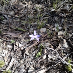 Glossodia major (Wax Lip Orchid) at Point 4081 - 25 Sep 2016 by catherine.gilbert