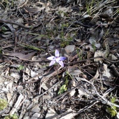 Glossodia major (Wax Lip Orchid) at Aranda, ACT - 25 Sep 2016 by catherine.gilbert