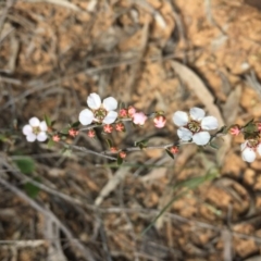 Gaudium multicaule (Teatree) at O'Connor, ACT - 16 Oct 2016 by ibaird