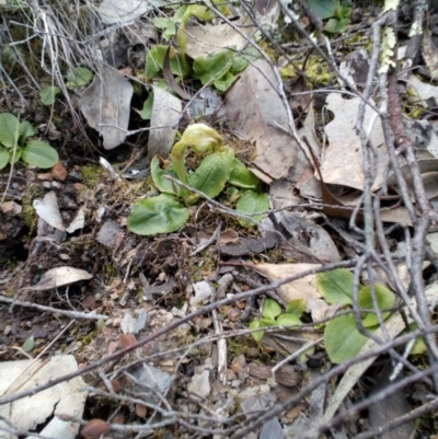 Pterostylis nutans (Nodding Greenhood) at Point 4081 - 25 Sep 2016 by catherine.gilbert