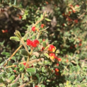 Grevillea alpina at Point 76 - 16 Oct 2016 12:29 PM