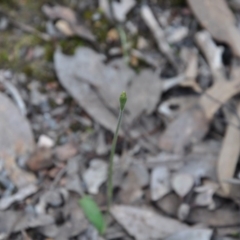 Glossodia major (Wax Lip Orchid) at Point 4081 - 25 Sep 2016 by catherine.gilbert