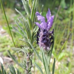 Lavandula stoechas (Spanish Lavender or Topped Lavender) at Conder, ACT - 18 Oct 2016 by MichaelBedingfield