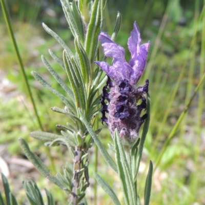 Lavandula stoechas (Spanish Lavender or Topped Lavender) at Conder, ACT - 18 Oct 2016 by MichaelBedingfield