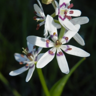 Wurmbea dioica subsp. dioica (Early Nancy) at O'Connor, ACT - 10 Oct 2016 by Ryl