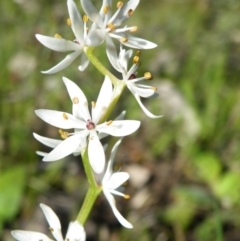 Wurmbea dioica subsp. dioica at O'Connor, ACT - 11 Oct 2016