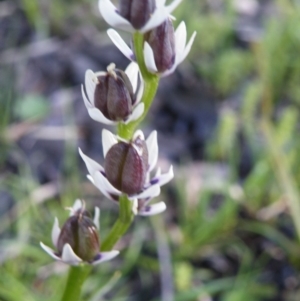 Wurmbea dioica subsp. dioica at O'Connor, ACT - 11 Oct 2016