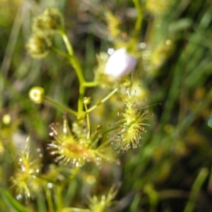 Drosera gunniana at Point 121 - 11 Oct 2016 12:00 AM