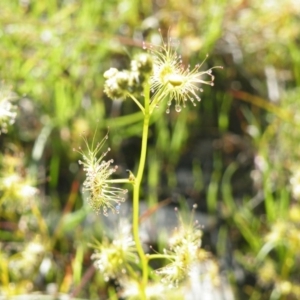 Drosera gunniana at Point 121 - 11 Oct 2016 12:00 AM