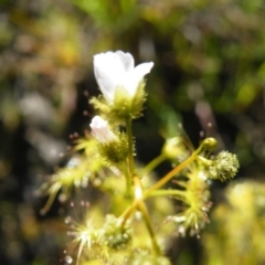 Drosera gunniana at Point 121 - 11 Oct 2016 12:00 AM