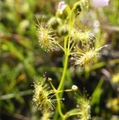 Drosera gunniana at Point 121 - 11 Oct 2016 12:00 AM