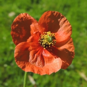 Papaver dubium at Banks, ACT - 19 Oct 2016