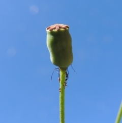 Papaver dubium at Banks, ACT - 19 Oct 2016 10:50 AM