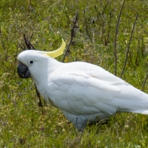 Cacatua galerita at Gungahlin, ACT - 19 Oct 2016